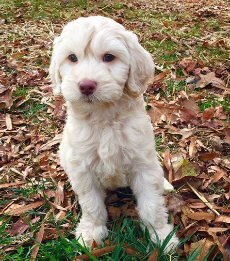 Labradoodle Puppies For Sale North Carolina