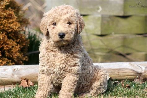 Labradoodle Puppies For Sale Pa