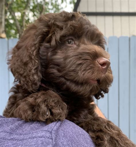 Labradoodle Puppies For Sale Townsville