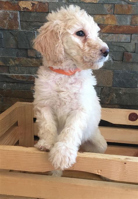 Labradoodle Puppies For Sale Wi
