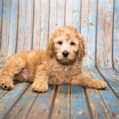Labradoodle Puppies Huntington Station For Sale