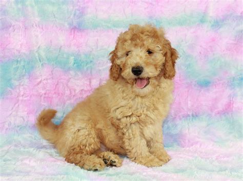 Labradoodle Puppies In St Louis Area