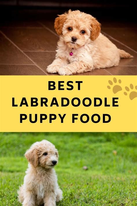Labradoodle Puppy Best Food