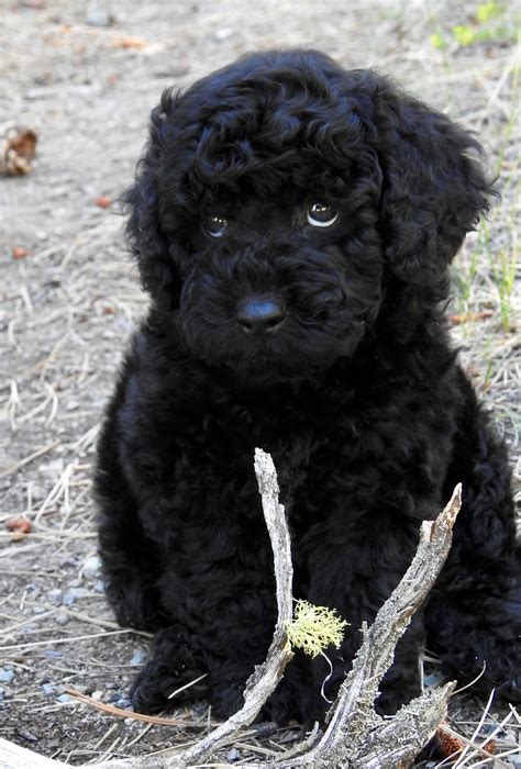 Labradoodle Puppy Black