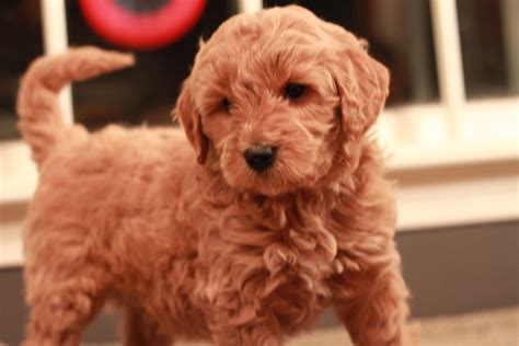 Labradoodle Puppy For Adoption