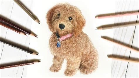 Labradoodle Puppy How To Draw
