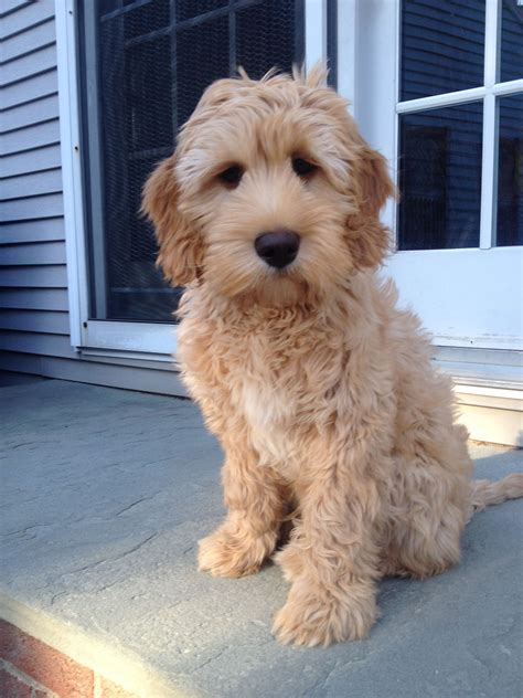 Labradoodle Puppy Light Brown