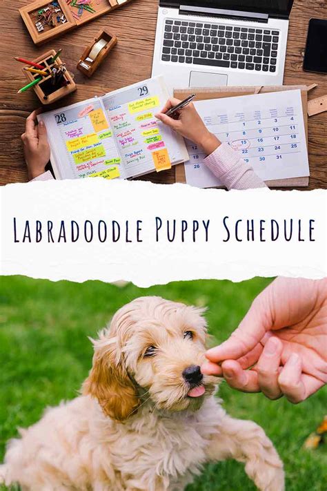 Labradoodle Puppy Schedule