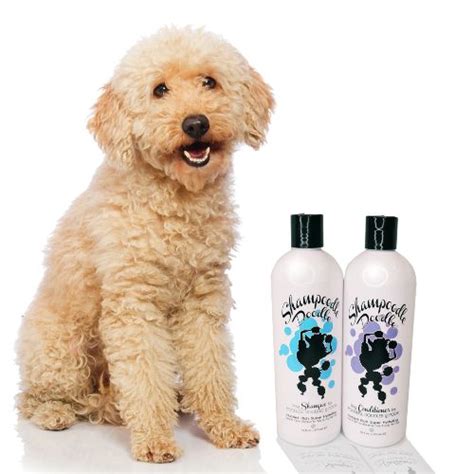 Labradoodle Puppy Shampoo