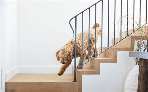 Labradoodle Puppy Stairs