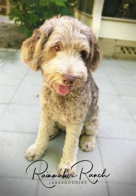 Labradoodle breeder.  Every breeder on Rainmaker Ranch Labradoodles, breeding Australia...