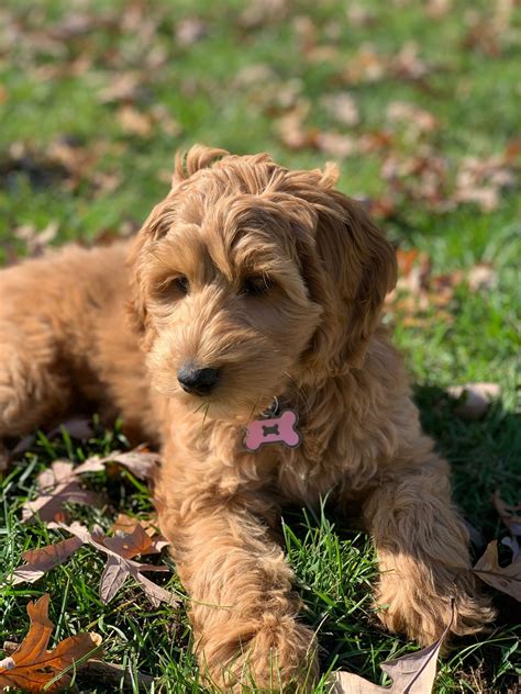 The Average Cost of a Labradoodle Puppy. A Labradoodle puppy from a reputable breeder can cost anywhere from $1,500 to $2,500, on average. Take note that this price can reach up to $4,000 depending on several factors such as its size and coat color. While this price range is on the higher end, it is still comparable to other designer breeds .... 