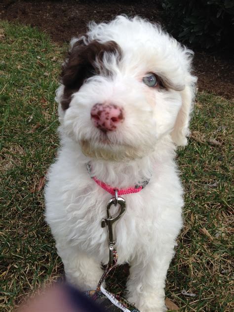 Labradoodle pit mix. Things To Know About Labradoodle pit mix. 