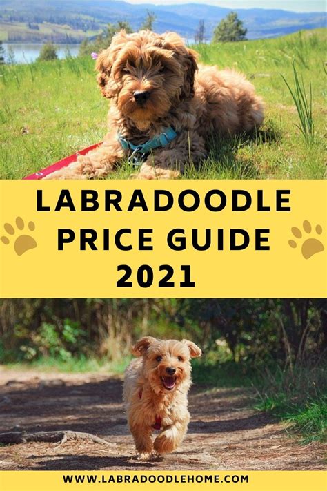 Labradoodle price range. Things To Know About Labradoodle price range. 