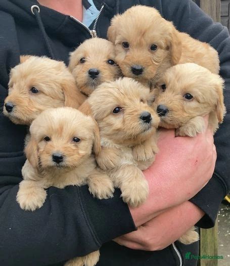 Labradoodle puppies for sale Pets4Homes