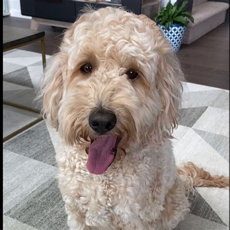 Labradoodle rescue. It is jam packed with awesome info that will help you on your adoption journey! This breed, as its name suggests, was originally bred in Australia. The Australian Labradoodle became popular in 1988. It is a cross between a Poodle and Labrador Retriever. While many breeders prefer to use the standard Poodle … 