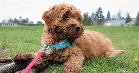 So contact IDOG Rescue as quickly as possible, and complete their form. It will then mean you find yourself in the perfect position for adopting a new Labradoodle in your area. Website: www.idogrescue.com. Email: rescue@idogrescue.com. Location: Nationwide.