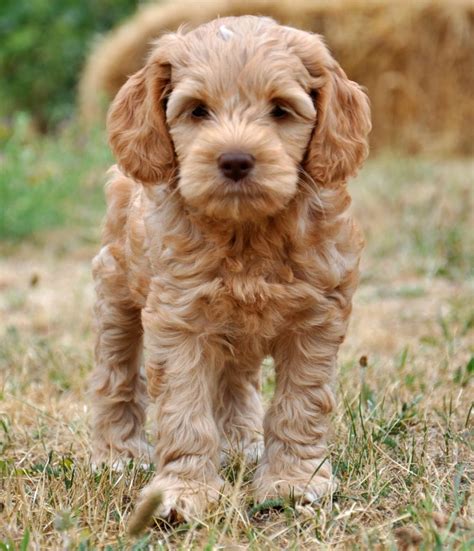 Labradoodle valp