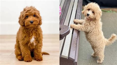 Labradoodle vs goldendoodle. Sep 28, 2022 · Kieran Beckles Updated on 28 September 2022 Goldendoodle vs Labradoodle (Photo: Adobe Stock) Do you know the difference between a Goldendoodle and a Labradoodle? If you’re thinking about getting a dog and you’re looking for a so-called hypoallergenic hybrid breed, you’ll probably have stumbled across the Goldendoodle and the Labradoodle. 