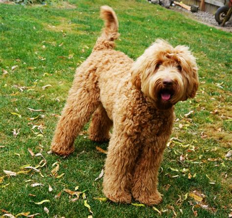 
Labradoodles have a beautiful coat of hair on them and this makes them one of the most sought after breeds