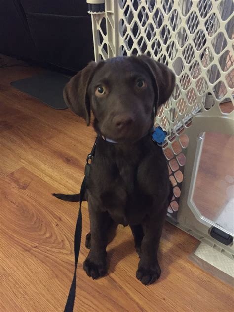 Labrador 4 Month Puppy