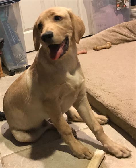 Labrador 5 Months Puppy