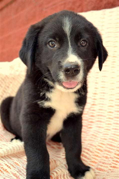 Labrador And Border Collie Mix Puppy