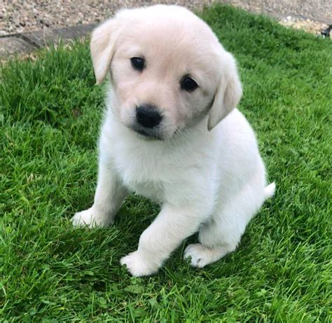 Labrador And Golden Retriever Puppies For Sale