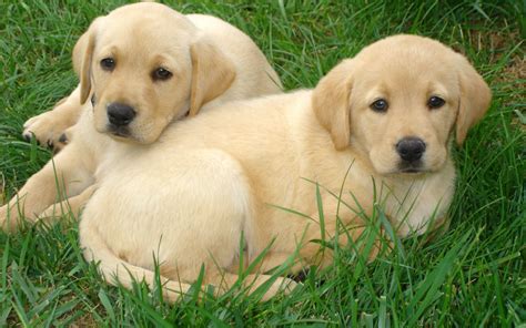 Labrador And Retriever Puppies