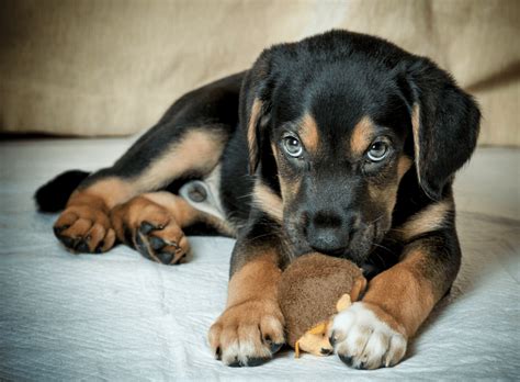 Labrador And Rottweiler Mix Puppies