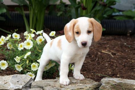Labrador Beagle Mix Puppies For Sale