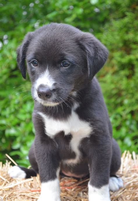 Labrador Border Collie Mix Puppy