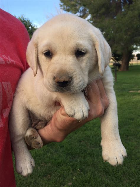 Labrador Breeders Puppies For Sale