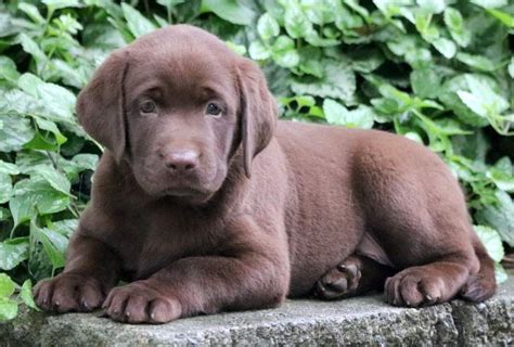Labrador Brown Puppy For Sale