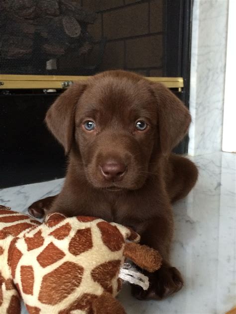 Labrador Brown Puppy Price