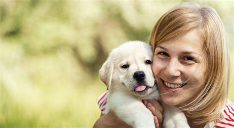 Labrador Care Tips For Puppy