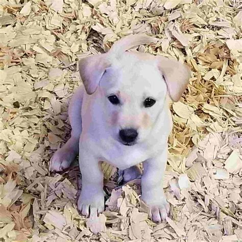 Labrador Chihuahua Puppies