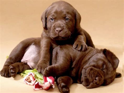 Labrador Chocolate Puppies