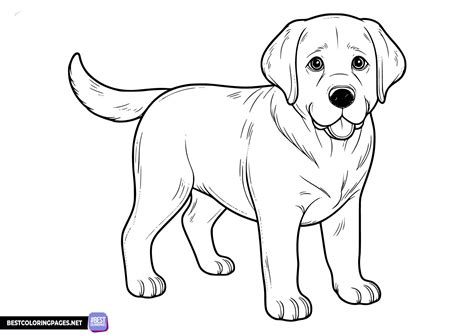 Labrador Coloring