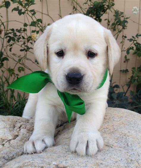 Labrador Cream Puppy