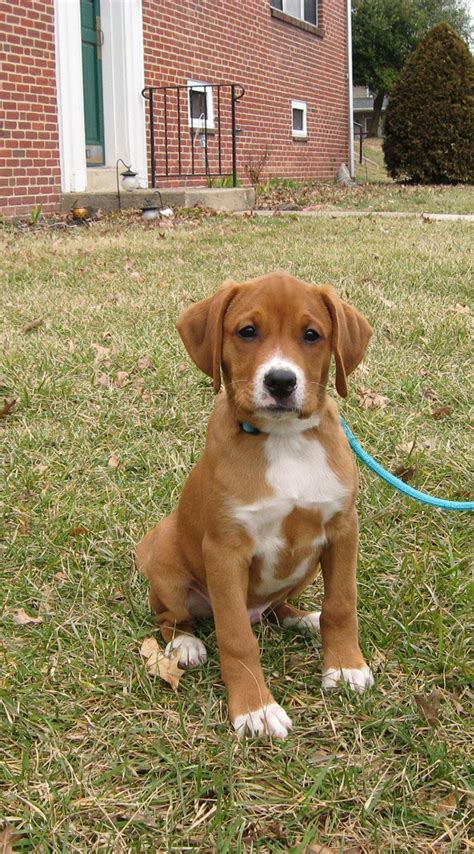 Labrador Cross Boxer Puppies For Sale