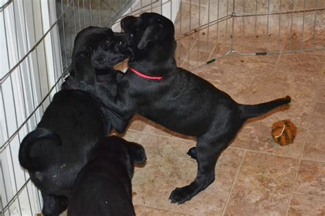 Labrador Cross Doberman Puppies For Sale