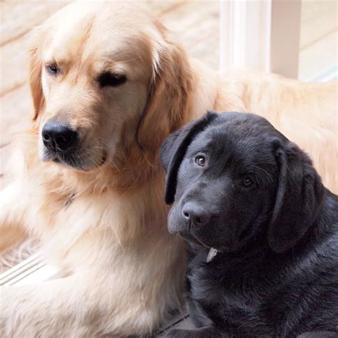 Labrador Golden Retriever Puppies