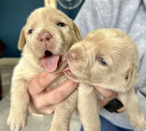 Labrador Kc Registered Puppies For Sale