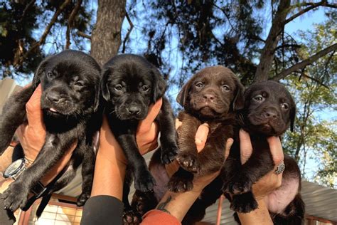 Labrador Labrador Bursa. 