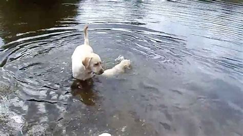Labrador Mom Teaches Her Puppies To Swim