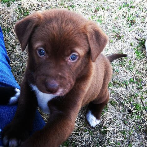 Labrador Pitbull Mix Puppies For Sale