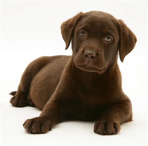 Labrador Retriever Chocolate Puppy
