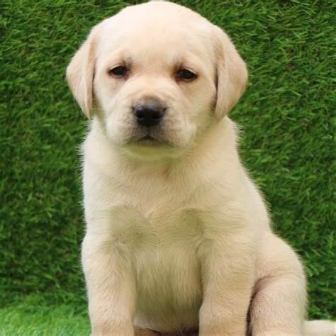 Labrador Retriever Cost Puppy
