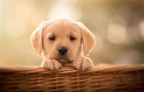 Labrador Retriever Desktop Wallpapers - Wallpaper Cave